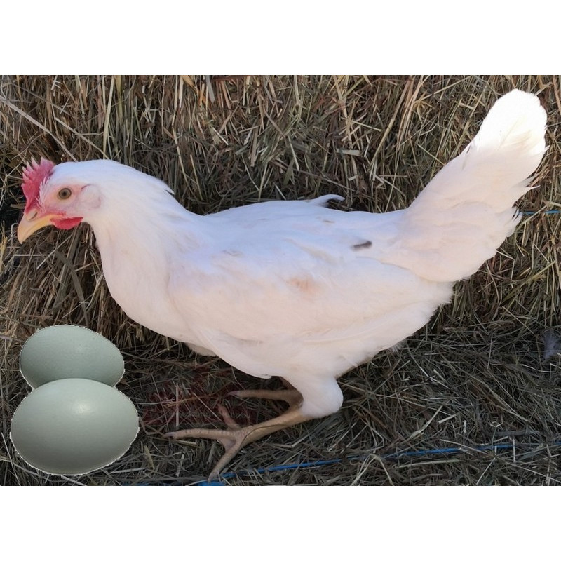 Poule pondeuse azur avec œuf bleu Poule pondeuse azur avec œuf bleu