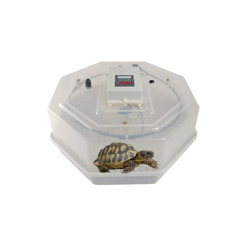 Couveuse, éleveuse tortue de terre Couveuse, éleveuse tortue de terre