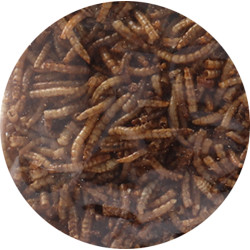 Vers de farine séchés - 100g