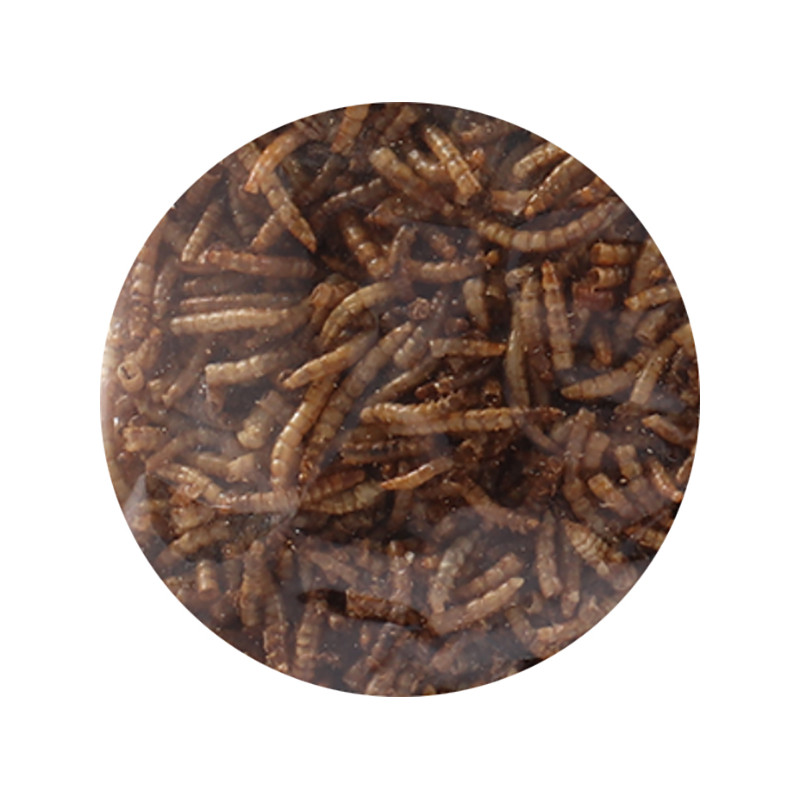 Vers de farine séchés - 100g