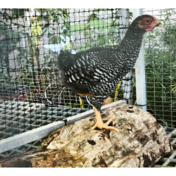 Jeune poulet petit wyandotte nain