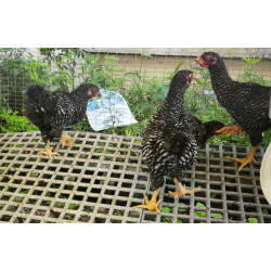 wyandotte nain jeune coq, moyen