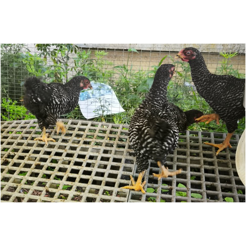 wyandotte nain jeune coq, moyen wyandotte nain jeune coq, moyen