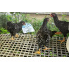 wyandotte nain jeune coq, moyen