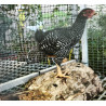 Jeune poulet moyen wyandotte nain