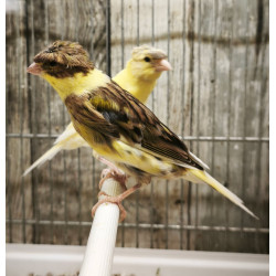 Canaris vert-brun huppé