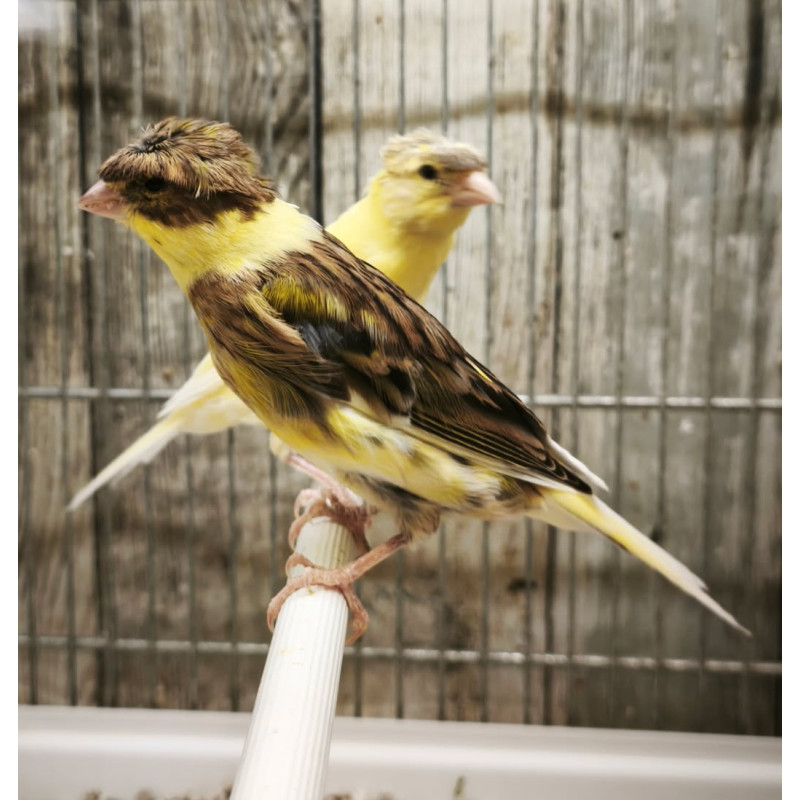 Canaris vert-brun huppé Canaris vert-brun huppé