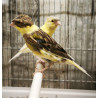 Canaris vert-brun huppé