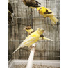 canaris jaune huppé panaché