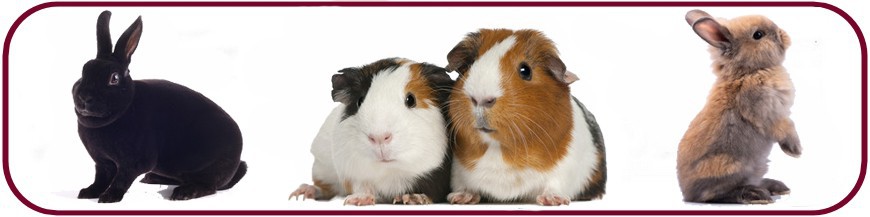 Rongeur - Lapin Rongeur - Lapin