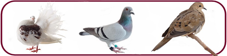 Pigeon Pigeon