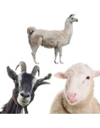 Chèvre - Mouton - Alpaga - Cochon