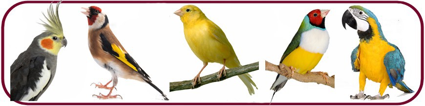 Alimentation Oiseaux Alimentation Oiseaux