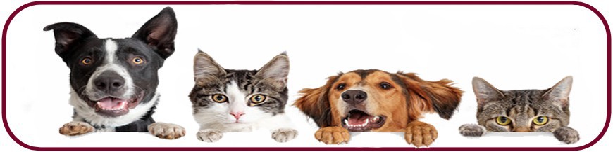 Chien et chat Chien et chat