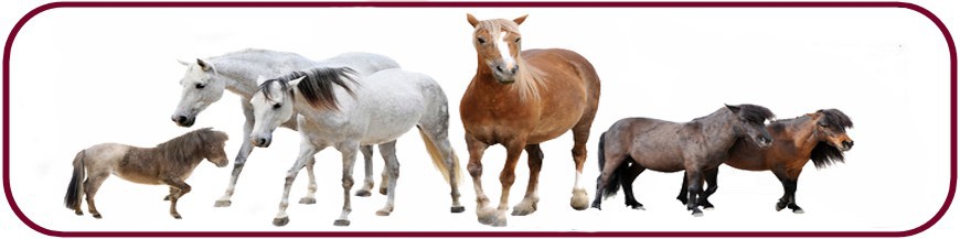 Cheval - Equin Cheval - Equin