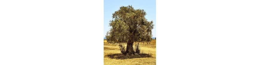 ARBRES ARBRES