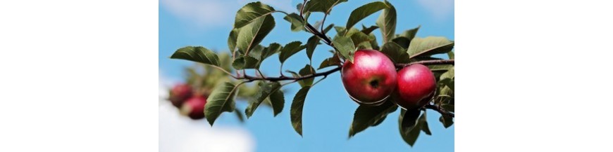 FRUITIERS FRUITIERS
