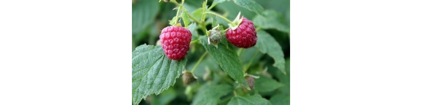 PETITS FRUITS PETITS FRUITS