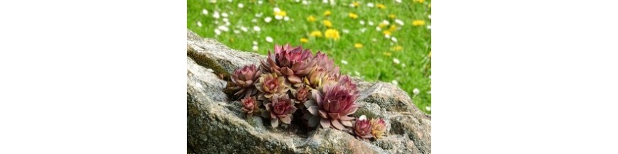 VIVACES ET DE ROCAILLES VIVACES ET DE ROCAILLES
