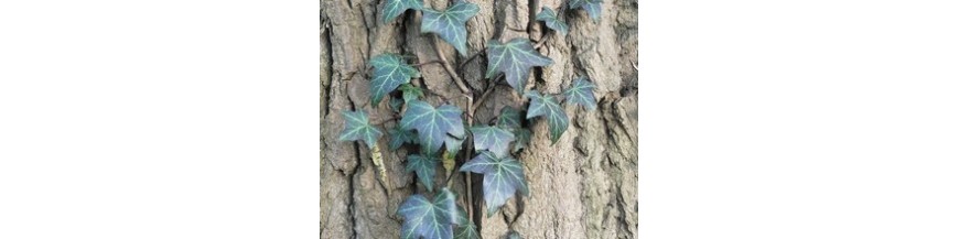 PLANTES GRIMPANTES PLANTES GRIMPANTES