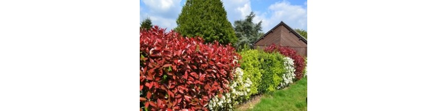 PLANTES DE HAIES PLANTES DE HAIES