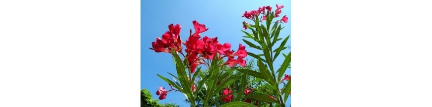 PLANTES SOUS ABRIS PLANTES SOUS ABRIS