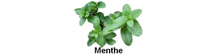 PLANTES AROMATIQUES PLANTES AROMATIQUES