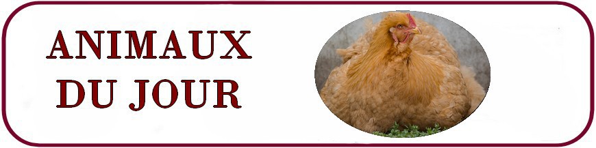 ANIMAUX DU JOUR, A EMPORTER ANIMAUX DU JOUR, A EMPORTER