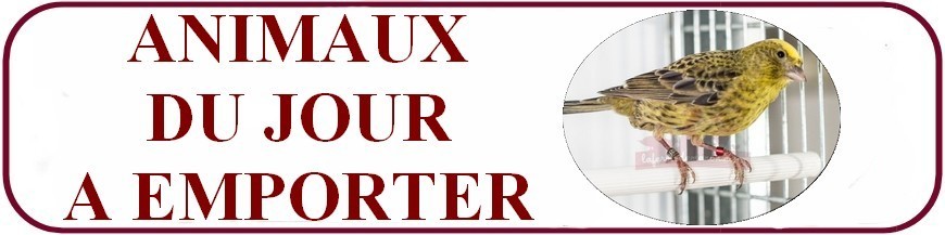 ANIMAUX DU JOUR, A EMPORTER ANIMAUX DU JOUR, A EMPORTER