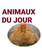 Animaux disponibles du jour, à emporter