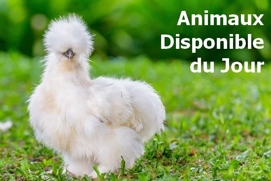 Mélange d'aliment concassé pour poule - La Ferme de Manon