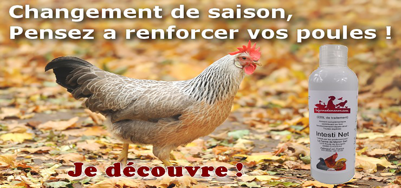 Choisir un mangeoire pour poules : guide d'achat pour bien choisir